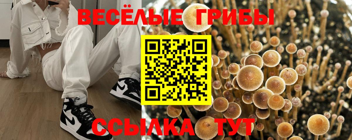 Галлюциногенные грибы Psilocybe Орск